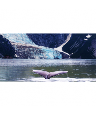 Marco BALLENA G1534 PINTDECOR