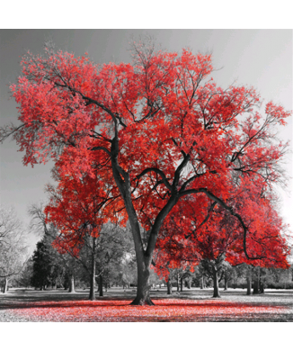 Marco GRAN ÁRBOL ROJO G4126 PINTDECOR
