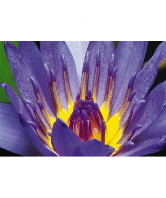 Marco LILA BUD G1902 PINTDECOR