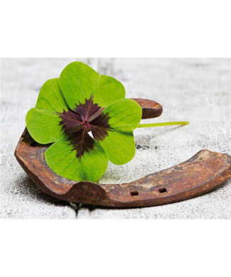 Marco BUENA SUERTE G1948 PINTDECOR