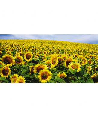 Marco CAMPO DE GIRASOLES G1122 PINTDECOR