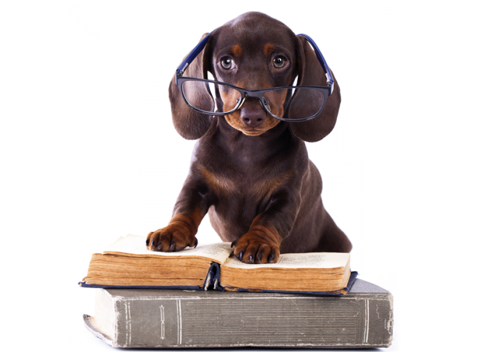 Marco PERRO DE ESTUDIO G2056 PINTDECOR