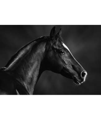 Marco CABALLO NEGRO BOZAL G1998 PINTDECOR