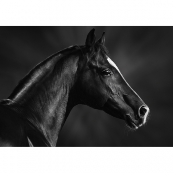 Marco CABALLO NEGRO BOZAL G1998 PINTDECOR