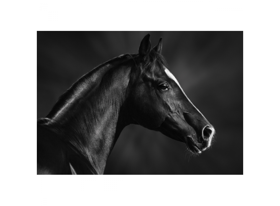 Marco CABALLO NEGRO BOZAL G1998 PINTDECOR