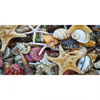 Cuadro CONCHAS G2034 PINTDECOR