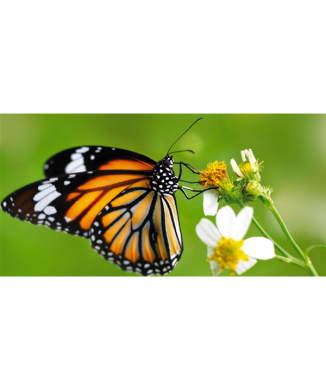 Marco MARIPOSA EN LA FLOR G2080 PINTDECOR