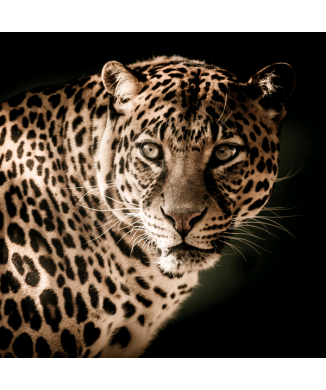 Marco FELIX G5744 PINTDECOR