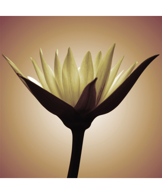 Marco FLOR DE LUZ G1944 PINTDECOR