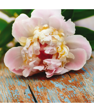 Marco FLOR SOBRE LA MESA G1072 PINTDECOR