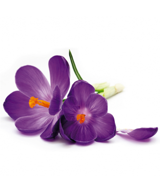 Marco FLOR MORADA G1892 PINTDECOR