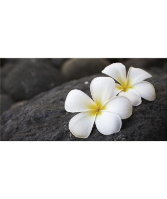 Marco FRANGIPAN G2620 PINTDECOR