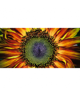Cuadro GIRASOL G1126 PINTDECOR