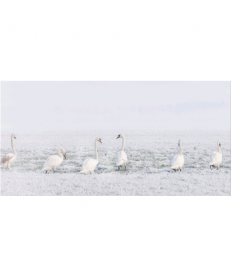 Cuadro EN UNA FILA G5940 PINTDECOR