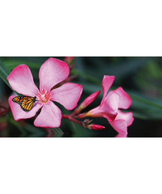 Marco LA MARIPOSA EN LA FLOR G1912 PINTDECOR