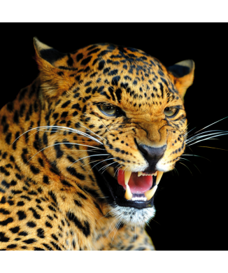 Marco LEOPARD G1522 PINTDECOR