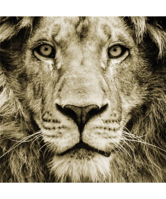 Marco LEÓN G3286 PINTDECOR