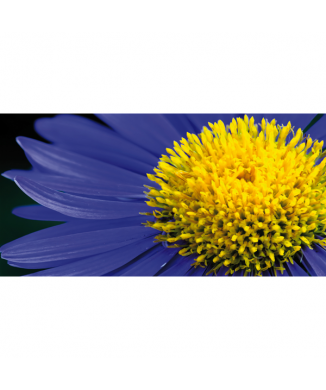 Marco MARGHERITONA G1898 PINTDECOR