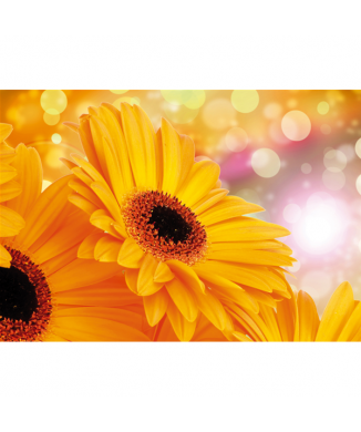 Marco MARGARITAS AMARILLAS G1920 PINTDECOR