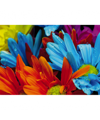 Cuadro MANOJO DE COLORES G1934 PINTDECOR