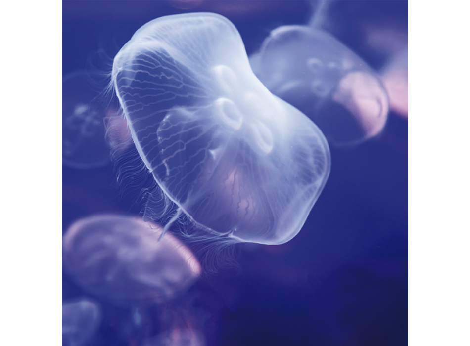 Marco MEDUSA G1558 PINTDECOR