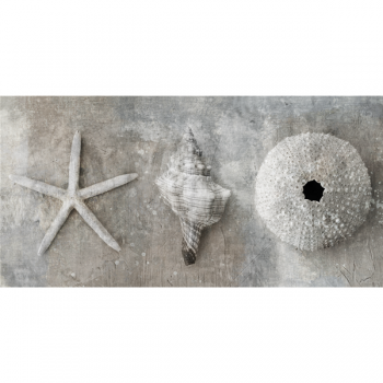 Marco MOLUSCOS G2884 PINTDECOR