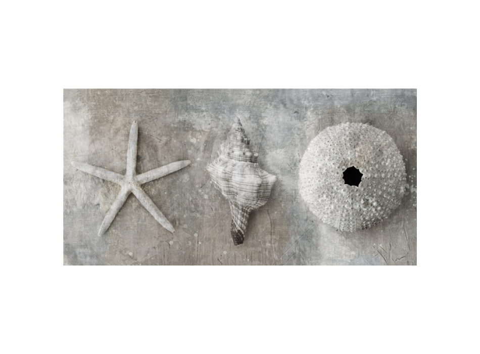 Marco MOLUSCOS G2884 PINTDECOR