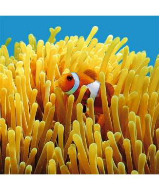 Marco NEMO G1546 PINTDECOR