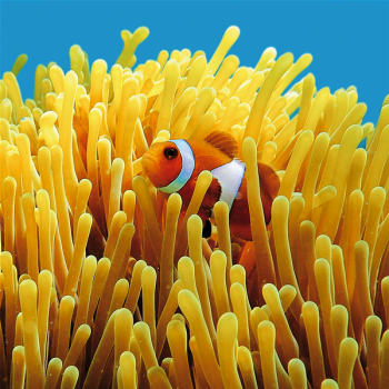 Marco NEMO G1546 PINTDECOR