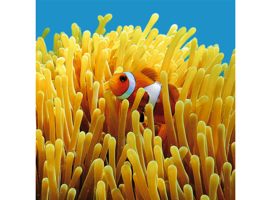 Marco NEMO G1546 PINTDECOR