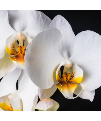 Marco ORQUÍDEA G1952 PINTDECOR