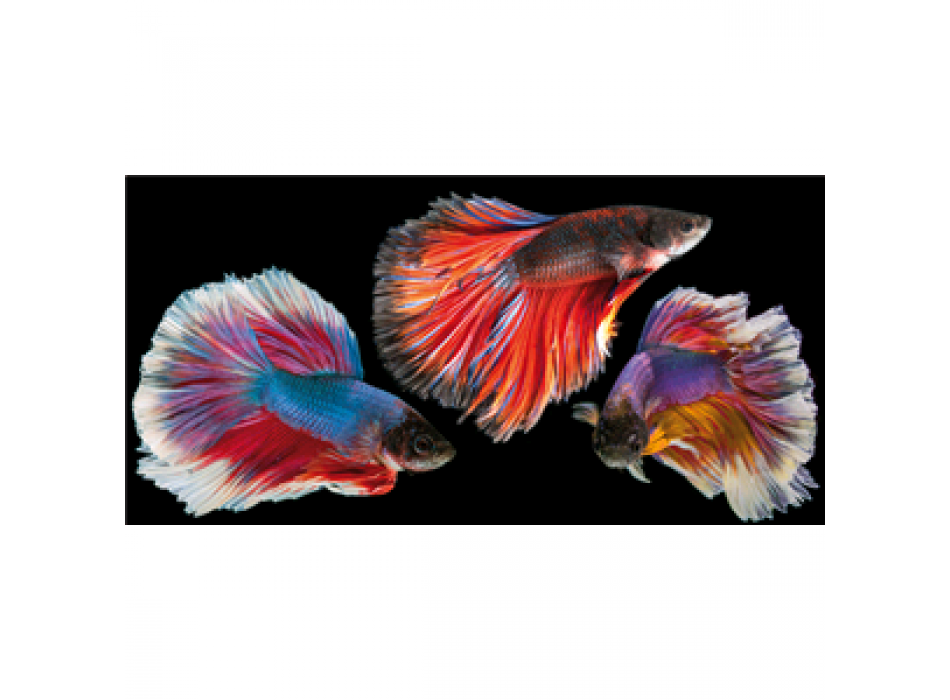 Marco PEZ ORO G5960 PINTDECOR