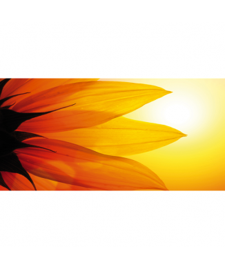 Cuadro PÉTALOS DE GIRASOL G1918 PINTDECOR