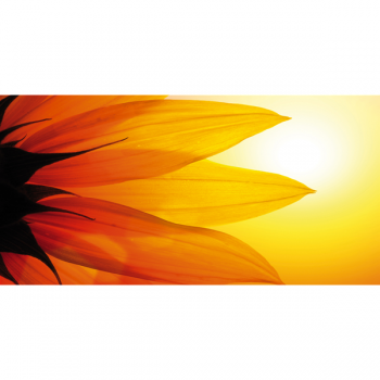 Cuadro PÉTALOS DE GIRASOL G1918 PINTDECOR