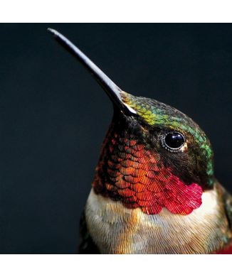 Marco PETTIROSSO G2070 PINTDECOR