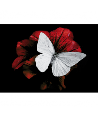 Marco PIERIS BRASSICAE G3348 PINTDECOR