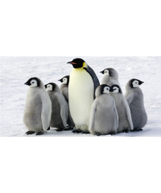 Cuadro PINGÜINOS G2018 PINTDECOR