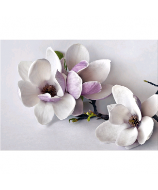 Marco TRUNCH G5256 PINTDECOR