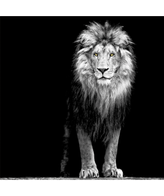 Marco REY LEON G3298 PINTDECOR