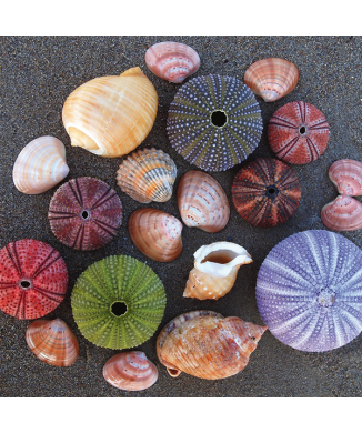 Marco SETOS Y CONCHAS G2044 PINTDECOR