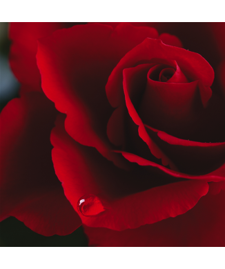 Marco ROSA ROJA G1158 PINTDECOR