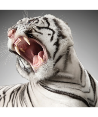 Marco RUGGITO G3290 PINTDECOR