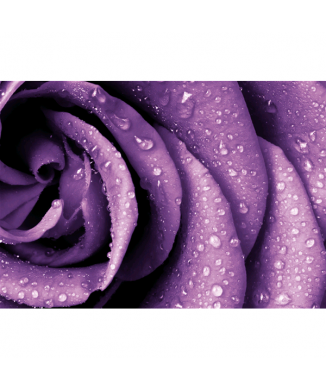 Marco MORNING DEW G4212 PINTDECOR