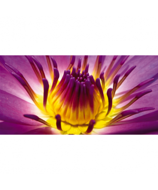 Marco LA FLOR DE LAS FLORES G1908 PINTDECOR