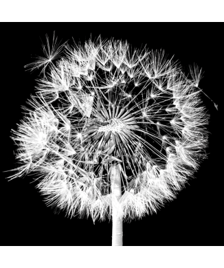 Cuadro SOPLA TUS DESEOS G1946 PINTDECOR