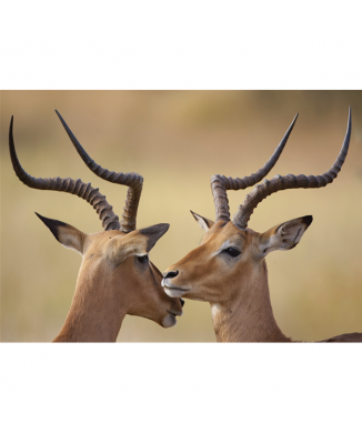 Marco IBECCHI G2028 PINTDECOR