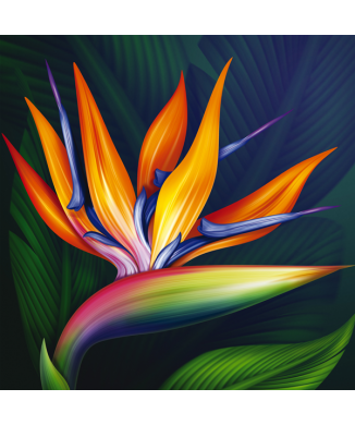 Marco STRELITZIA G1114 PINTDECOR