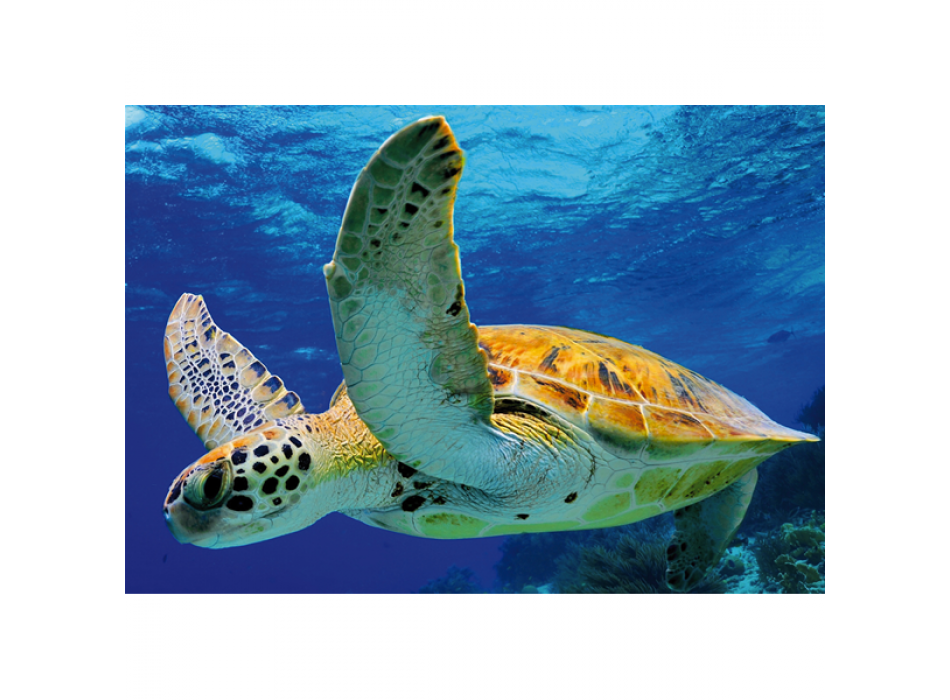 Marco TORTUGA G2050 PINTDECOR