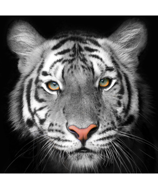 Marco TIGER G2020 PINTDECOR