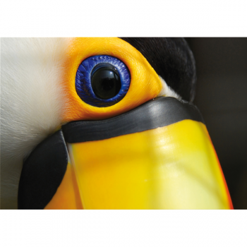 Cuadro TUCAN G3268 PINTDECOR